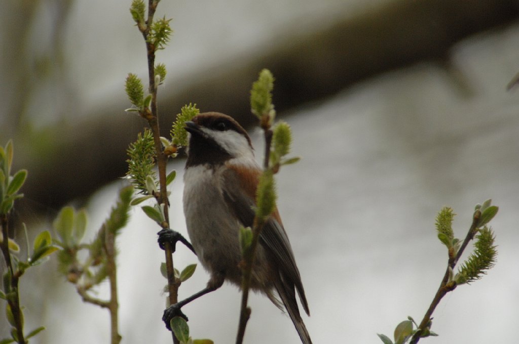 Chicadee, Chestnut-backed, 2009-03027953 Guadalupe, CA.JPG - Guadalupe Dunes State Park, CA, 3-2-2009